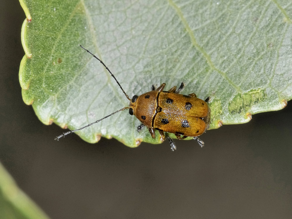 Cryptocephalus octomaculatus e C. fulvus (cf.)